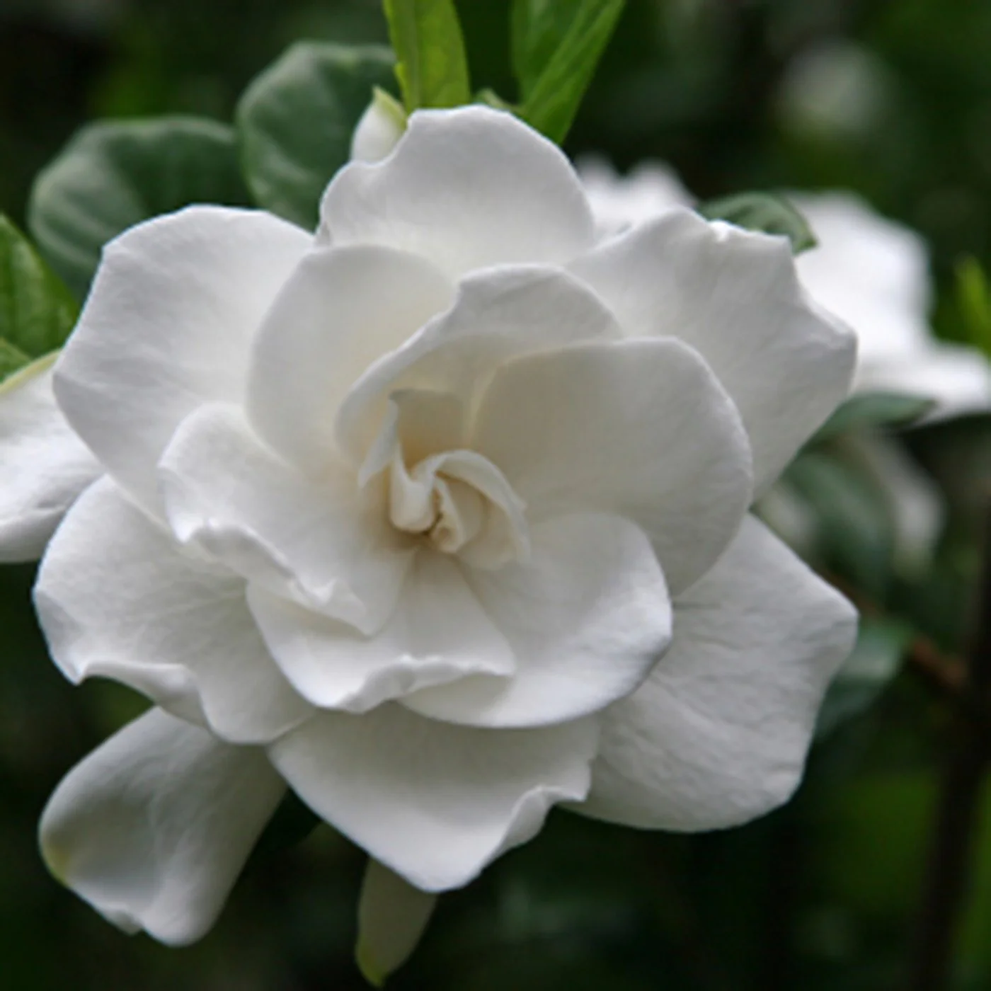 Gardenia Edible Perfume Spray