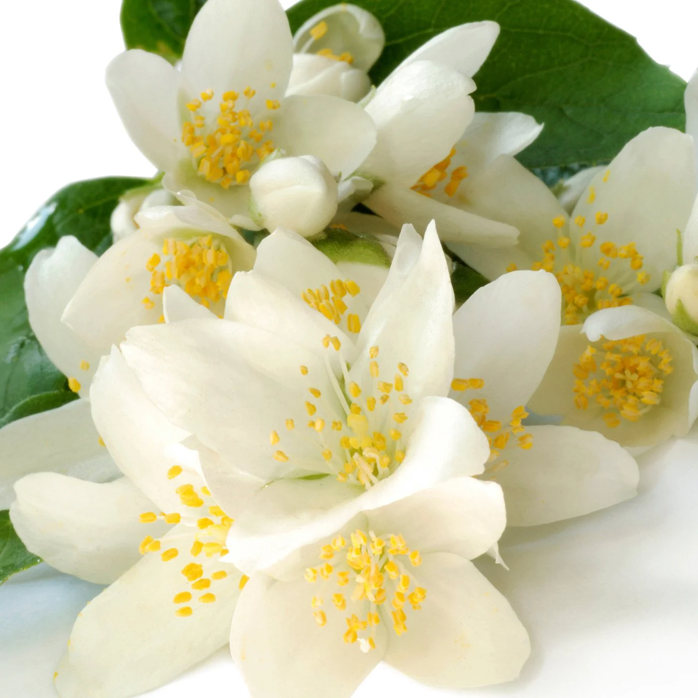 Jasmine Edible Perfume Spray