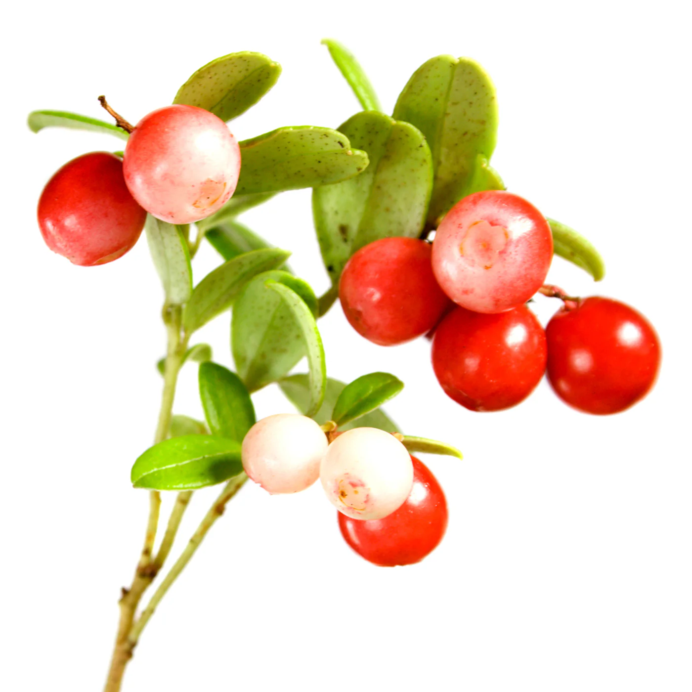 Lingonberry Extract Oil Soluble