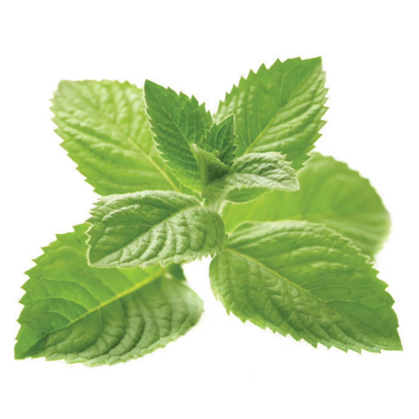 Mojito Mint Edible Perfume Spray (just mint, no lime)