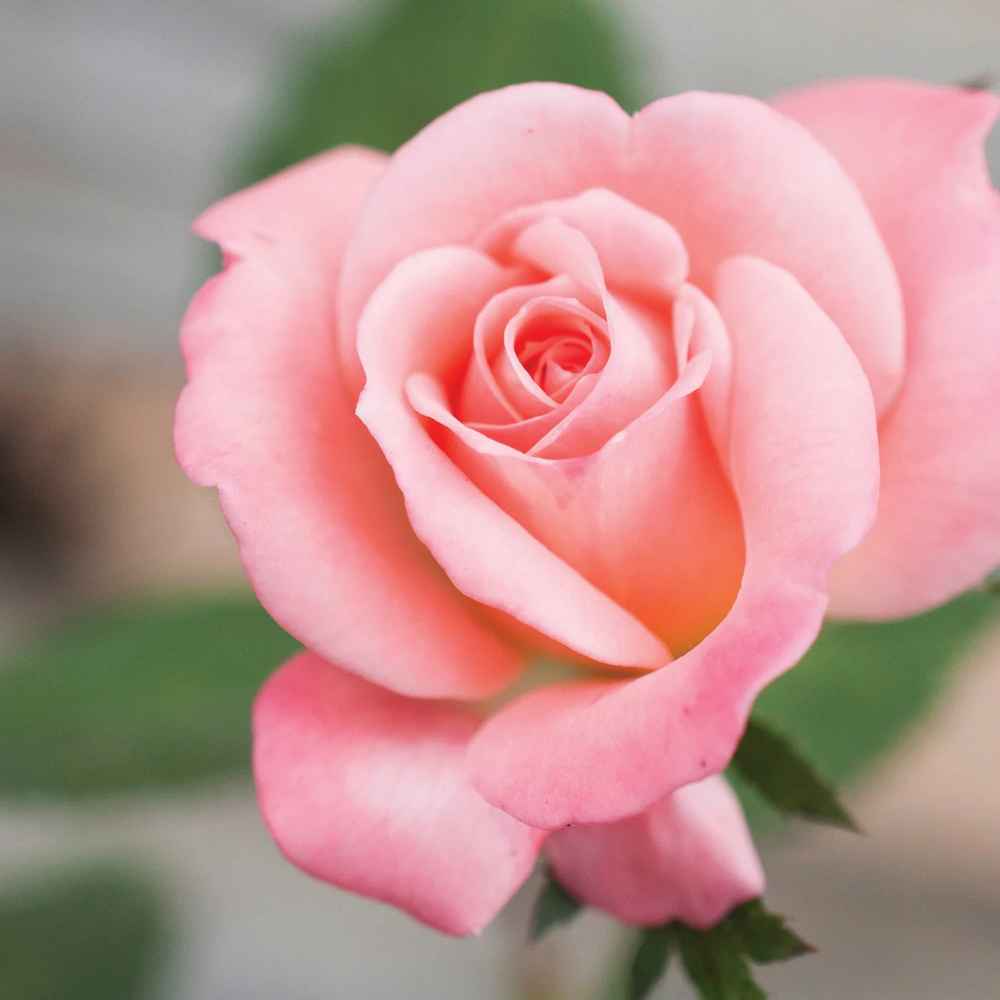 Rose Liqueur Concentrate