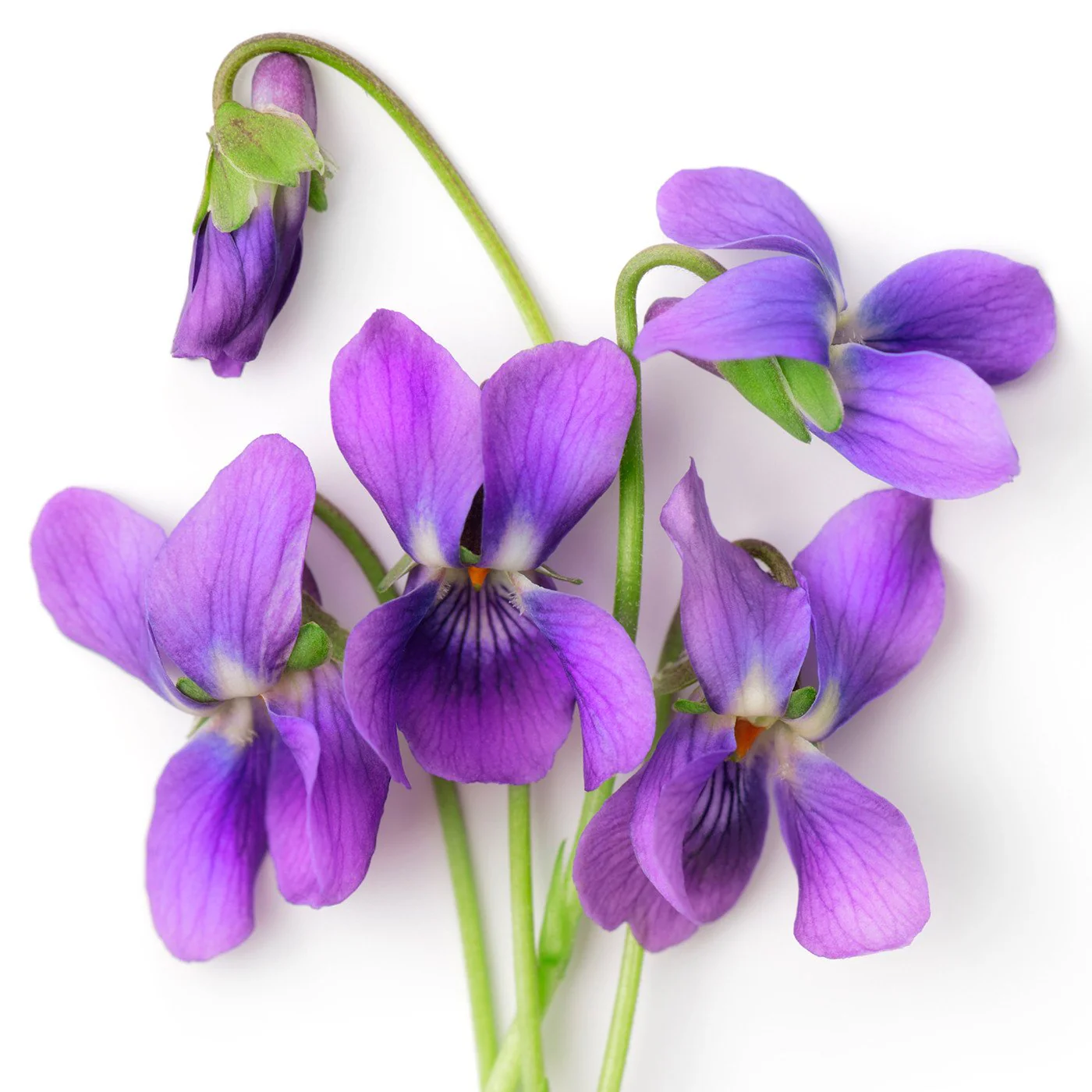 Violet Extract Oil Soluble